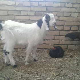 Пакистан метис овлак