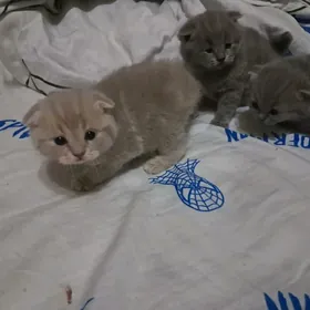 Котёнок шотландской породы