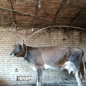 аргинал шивет голели сыгыр