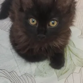 Шатланская Кошка