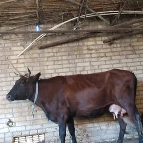 аргинал бурлат голели сыгыр