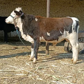 Simental öküz & unajyn