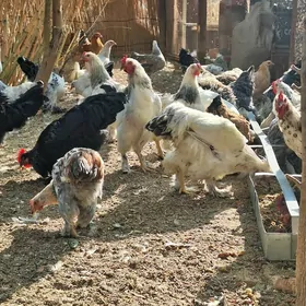 Paroda towugyn yumurtgasy