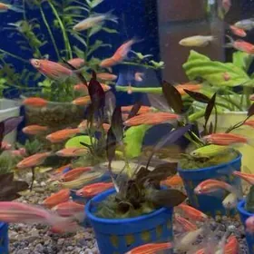 эхинодоус красный мини