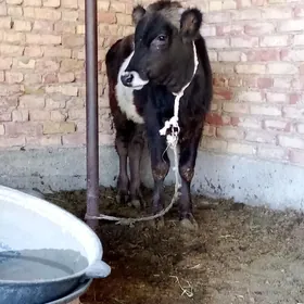 Öküz Gibrit 9 aýlyk