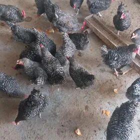 DOMINANT towuk 8 aýl