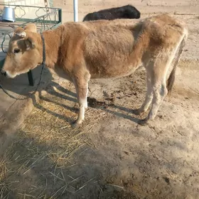 Bakymlyk goleli sygyr