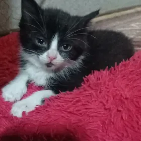 ищу хорошых хозяев