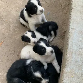 Turkmen alabay gujukler