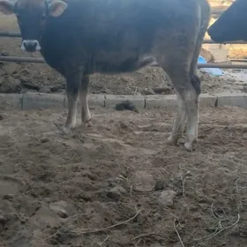 şibes öküz we tüwe