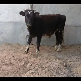 şibes öküž we tüwe