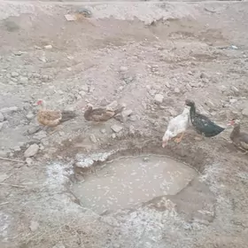 мускус ордеклер ( индаутка )