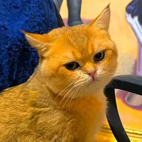 САМЫЙ ЭЛИТНЫЙ КОТ