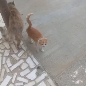 котйонок pişik