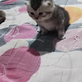 шотландские котята