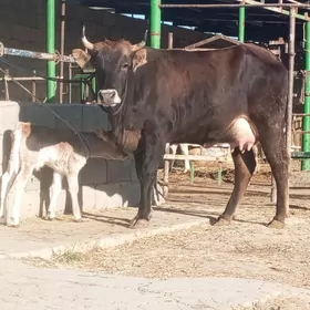 ŞWES GÖLELİ SYGYR