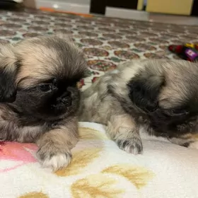 щенки пикинеса