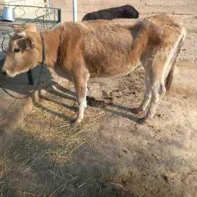 Bakymlyk goleli sygyr