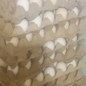 käkilik. towuk yumurtga.