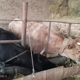 sygyr bakylan we  sygyr