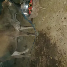 Sygyr 1nji garnyna 8 aý