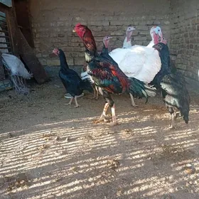 Arassa Özbek linýa horaz