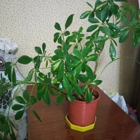 домашние цветы