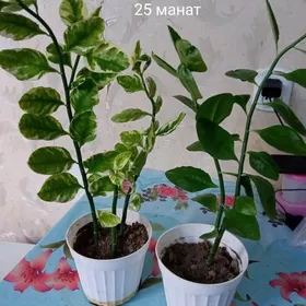 распродажа домашних растений