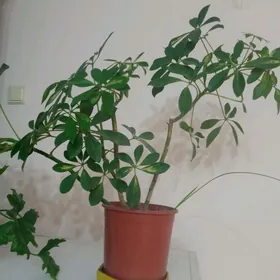 домашние цветы