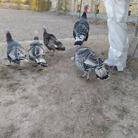 Продаются индейки