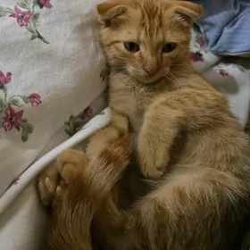 британский котёнок