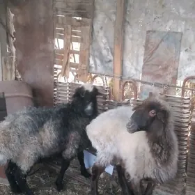 semiz goyun iki sany