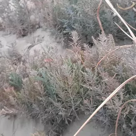 Primidalni Ýolkalar