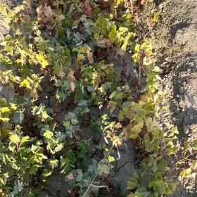 Taýfi we Bavil Üzüm ştileri