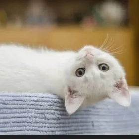 кошечка ищет семью