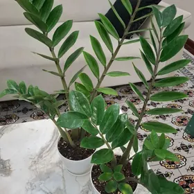 gul комнатные растения