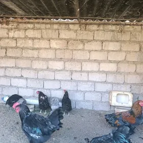 Джерский Яш хоразлар