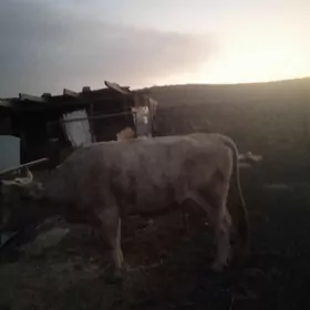 goleli sygyrgoleli sygyr