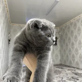 шотланский пишик satlanskiy