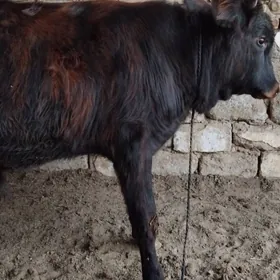 OƘÜZ ŞWES TOHIM MAL