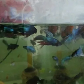 БАРБОСЫ И ПЕТУШКИ