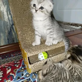 Шотландские шиншиллы