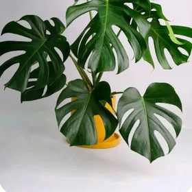 РАСТЕНИЯ, ЦВЕТЫ