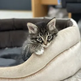 Девочка в добрые руки