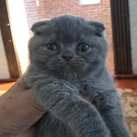 шотландская вислоушка мальчик