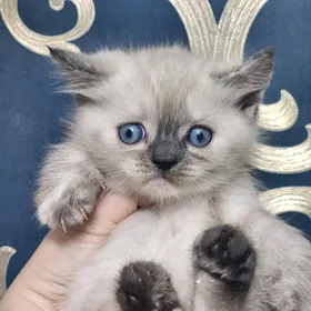 Шотландские котята