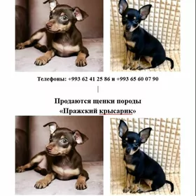 Щенки Пражского крысарика