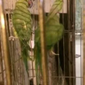 попугай popugay