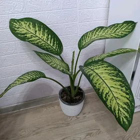 ДИФФЕНБАХИЯ