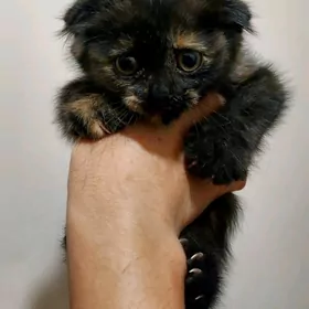 Вислоухий котенок 2 месяца